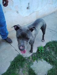 Found/Stray Female Dog last seen Near n chadbourne st brotherton foods, San Angelo, TX 76903
