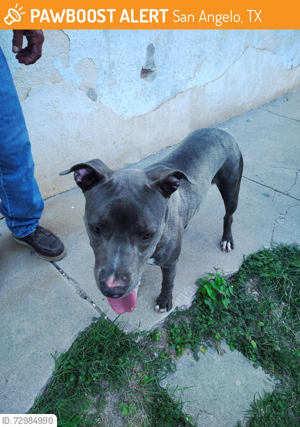 Found/Stray Female Dog last seen Near n chadbourne st brotherton foods , San Angelo, TX 76903