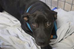 Shelter Stray Female Dog last seen Near BLOCK TEXAS STREET, Columbia, SC 29209