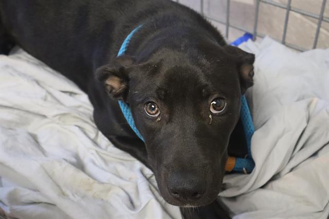 Shelter Stray Female Dog last seen Near BLOCK TEXAS STREET, Columbia, SC 29209
