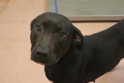 Shelter Stray Female Dog last seen Near BLOCK TEXAS STREET, Columbia, SC 29209