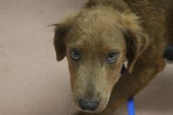 Shelter Stray Male Dog last seen Near BLOCK TEXAS STREET, Columbia, SC 29209