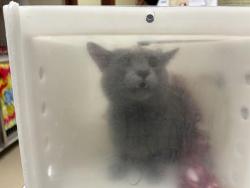 Shelter Stray Male Cat last seen Near BLOCK W PARK DR, 3839 W Burnham St, West Milwaukee, WI 53215, USA