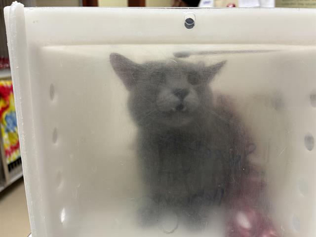 Shelter Stray Male Cat last seen Near BLOCK W PARK DR, 3839 W Burnham St, West Milwaukee, WI 53215, USA