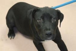 Shelter Stray Female Dog last seen Near BLOCK TEXAS STREET, Columbia, SC 29209