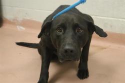Shelter Stray Female Dog last seen Near BLOCK ROBERTSON CREEK RD, Columbia, SC 29209