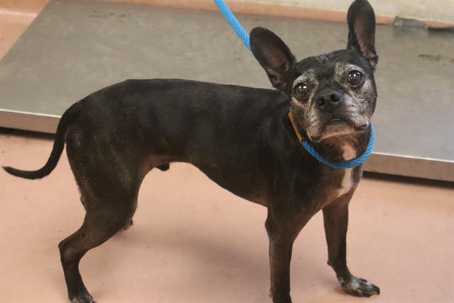 Shelter Stray Male Dog last seen Near BLOCK POWELL RD, Columbia, SC 29209