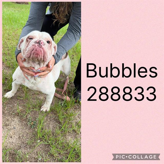 Shelter Stray Female Dog last seen LIBERTY CHURCH ROAD @247, Macon, GA 31216