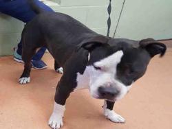 Shelter Stray Male Dog last seen Near , 2600 S Harding St, Indianapolis, IN 46221, USA