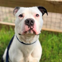 Shelter Stray Male Dog last seen Near , 2600 S Harding St, Indianapolis, IN 46221, USA