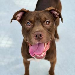 Shelter Stray Male Dog last seen Near , 2600 S Harding St, Indianapolis, IN 46221, USA
