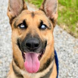 Shelter Stray Female Dog last seen Near , 2600 S Harding St, Indianapolis, IN 46221, USA