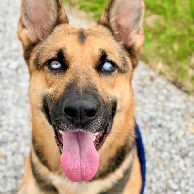 Shelter Stray Female Dog last seen Near , 2600 S Harding St, Indianapolis, IN 46221, USA