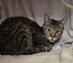 Shelter Stray Female Cat last seen Near BLOCK SCOTT RD, 4950 SW Triana Blvd, Huntsville, AL 35805, USA