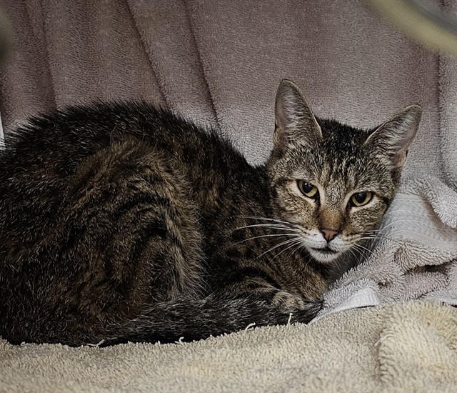 Shelter Stray Female Cat last seen Near BLOCK SCOTT RD, 4950 SW Triana Blvd, Huntsville, AL 35805, USA