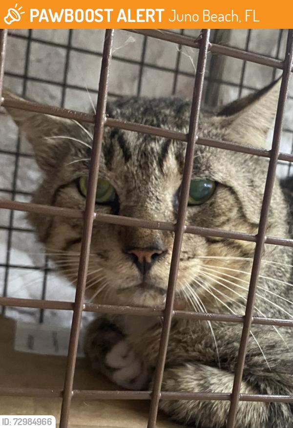 Found/Stray Male Cat last seen Off Universe Blvd, between US1, Ellison, Juno Beach, FL 33408