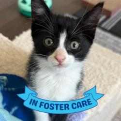 Shelter Stray Female Cat last seen Near BLOCK BLACKWOOD AVE, TALLAHASSEE FL 32303, Tallahassee, FL 32311