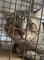 Found/Stray Male Cat last seen Off Universe Blvd, between US1, Ellison, Juno Beach, FL 33408
