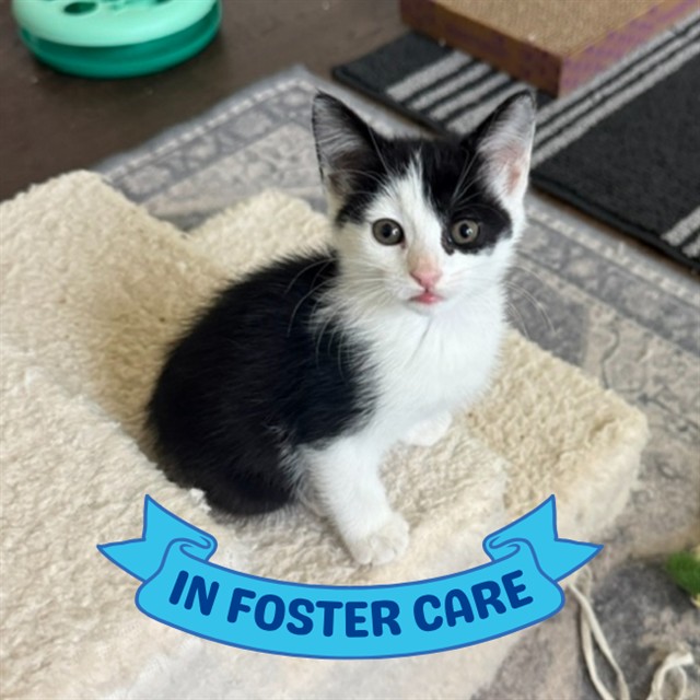 Shelter Stray Female Cat last seen Near BLOCK BLACKWOOD AVE, TALLAHASSEE FL 32303, Tallahassee, FL 32311
