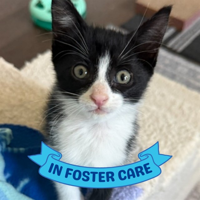 Shelter Stray Male Cat last seen Near BLOCK BLACKWOOD AVE, TALLAHASSEE FL 32303, Tallahassee, FL 32311