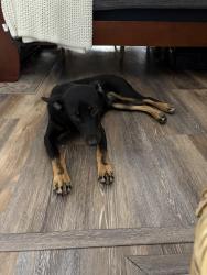 Found/Stray Male Dog last seen Near, Porter, TX 77365