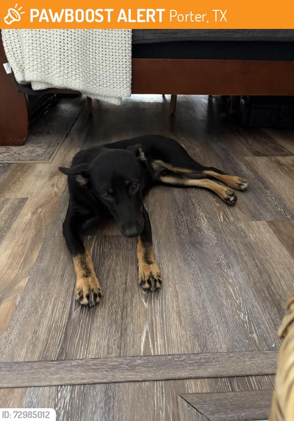 Found/Stray Male Dog last seen Near , Porter, TX 77365