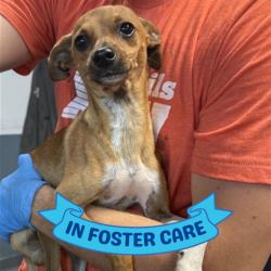 Shelter Stray Male Dog last seen Near BLOCK S HORSESHOE RD, TALLAHASSEE FL 32317, Tallahassee, FL 32311