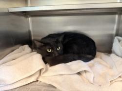 Shelter Stray Male Cat last seen , 14409 Vanowen St, Van Nuys, CA 91405, USA