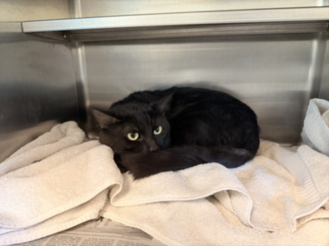 Shelter Stray Male Cat last seen , 14409 Vanowen St, Van Nuys, CA 91405, USA
