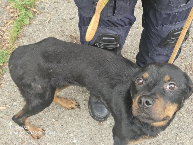 Shelter Stray Female Dog last seen Near BLOCK BRAILE ST, DETROIT, MI 48219, 7401 Chrysler Dr, Detroit, MI 48211, USA