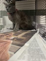 Shelter Stray Female Cat last seen , 14409 Vanowen St, Van Nuys, CA 91405, USA