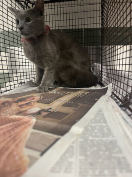 Shelter Stray Female Cat last seen , 14409 Vanowen St, Van Nuys, CA 91405, USA