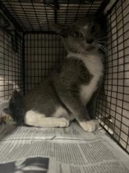 Shelter Stray Female Cat last seen , 14409 Vanowen St, Van Nuys, CA 91405, USA