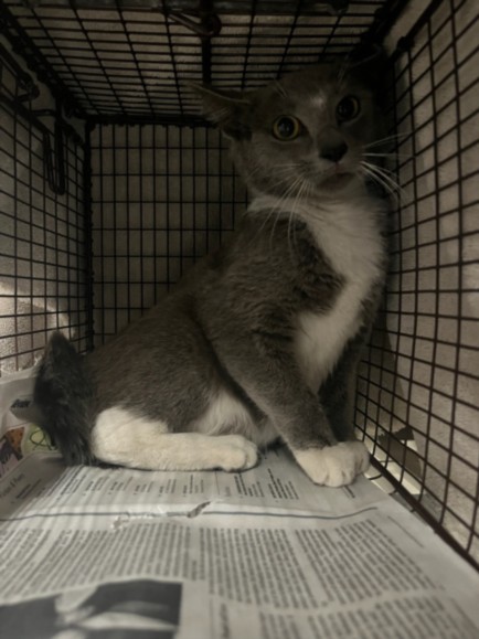 Shelter Stray Female Cat last seen , 14409 Vanowen St, Van Nuys, CA 91405, USA