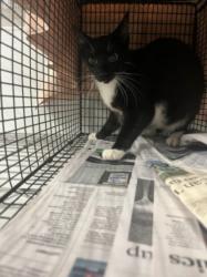 Shelter Stray Female Cat last seen , 14409 Vanowen St, Van Nuys, CA 91405, USA