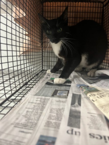 Shelter Stray Female Cat last seen , 14409 Vanowen St, Van Nuys, CA 91405, USA