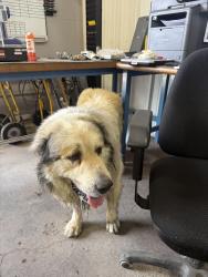 Found/Stray Unknown Dog last seen Next to Amores Flores, San Antonio, TX 78201