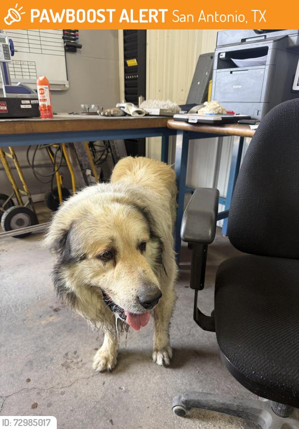 Found/Stray Unknown Dog last seen Next to Amores Flores, San Antonio, TX 78201