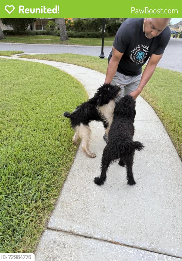 Reunited Male Dog last seen Wesmere Subdivision - Carisbrooke, Ocoee, FL 34761