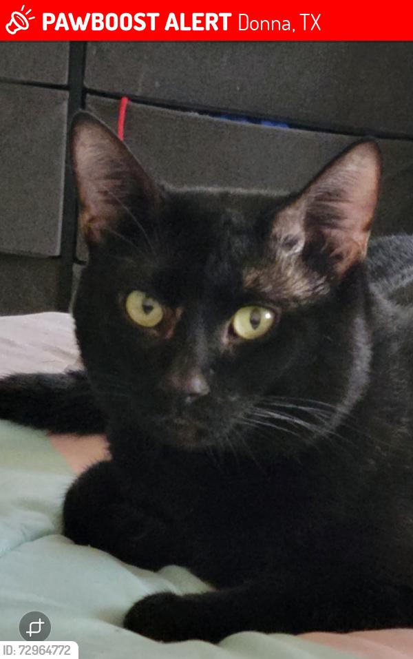Lost Male Cat last seen Grande St, Carlos St, Donna, TX 78537