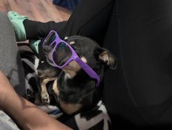 Lost Male Dog last seen Peaceheaven, Winston-Salem, NC 27103