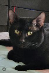 Lost Male Cat last seen Grande St, Carlos St, Donna, TX 78537
