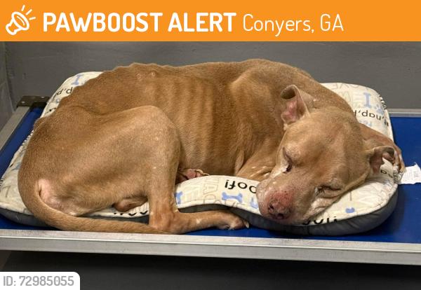 Found/Stray Male Dog last seen Located at Rockdale County Animal Service, 1506 Rockbridge Road, Conyers, GA 30012, Conyers, GA 30012