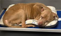 Found/Stray Male Dog last seen Located at Rockdale County Animal Service, 1506 Rockbridge Road, Conyers, GA 30012, Conyers, GA 30012