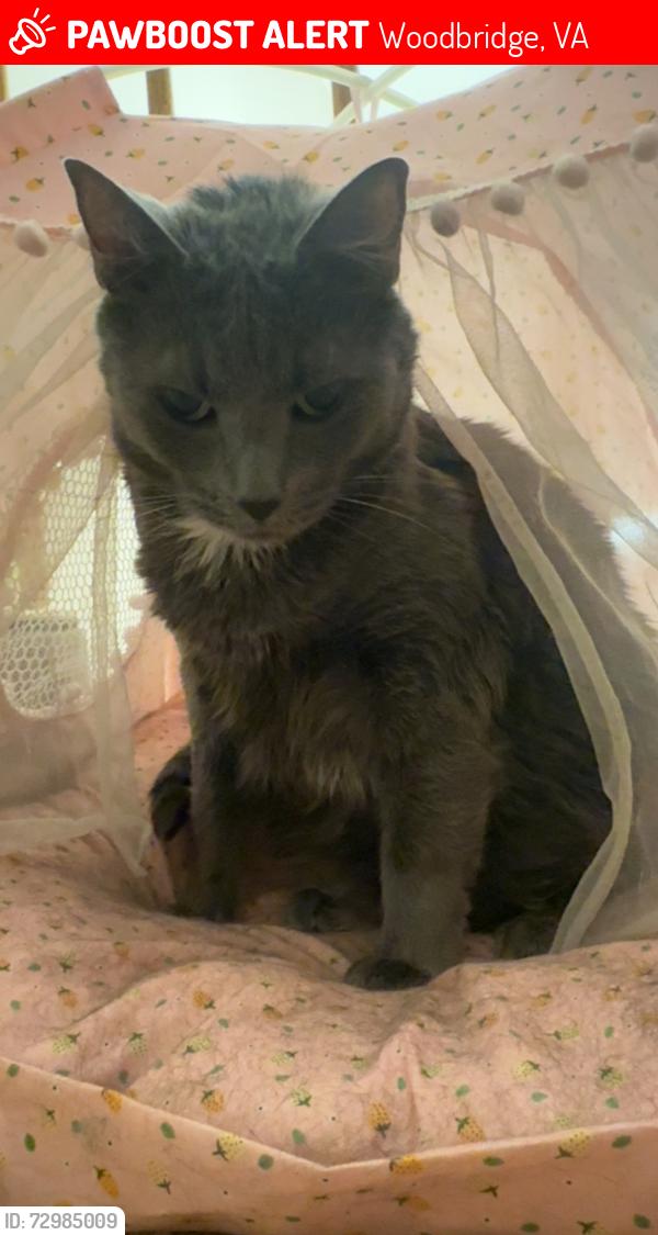 Lost Female Cat last seen springwoods, Woodbridge, VA 22192