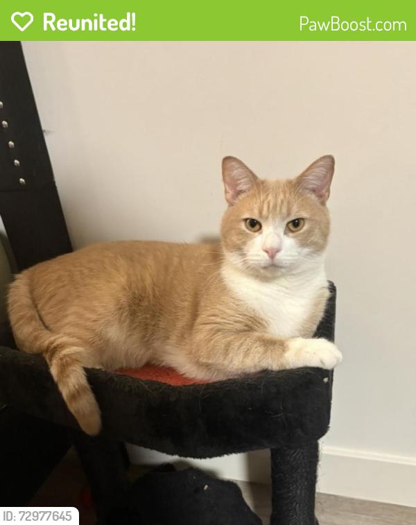 Reunited Male Cat last seen Garage at 108 lopes ave, Burlington, VT 05408