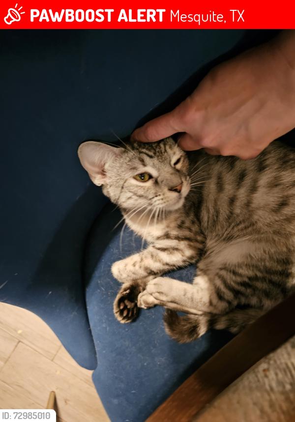 Lost Male Cat last seen Via Corona and Via Ventura, Mesquite, TX 75150
