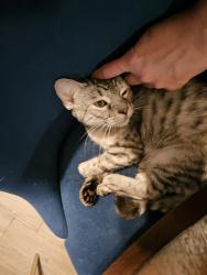 Lost Male Cat last seen Via Corona and Via Ventura, Mesquite, TX 75150