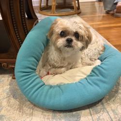 Reunited Male Dog last seen Schuyler St and Mitc Rd, Parsippany-Troy Hills, NJ 07054