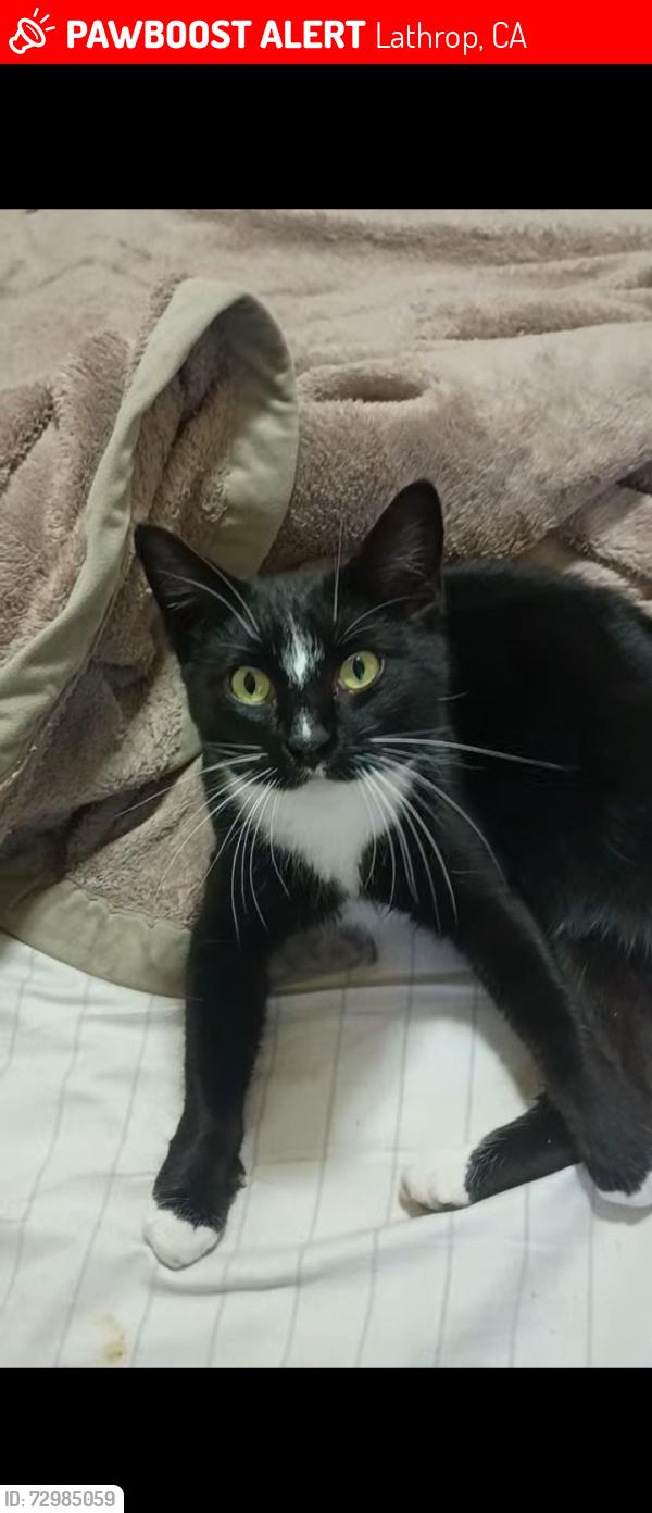 Lost Female Cat last seen Ace train station Manteca Lathrop , Lathrop, CA 95330